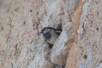 Passer domesticus