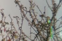 Passer domesticus