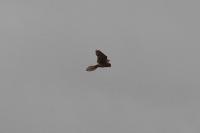 Falco tinnunculus