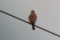 Falco tinnunculus