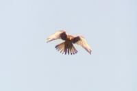 Falco tinnunculus