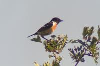 Saxicola rubicola