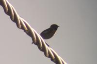 Saxicola rubicola