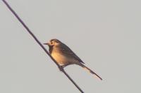 Motacilla alba