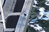 Motacilla alba