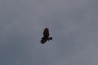 Buteo buteo