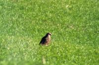 Buteo buteo