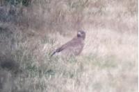 Buteo buteo