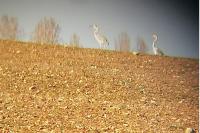 Ardea cinerea