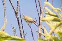 Phylloscopus collybita