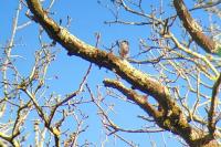 Aegithalos caudatus