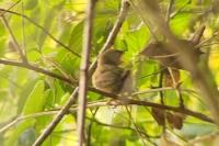 Troglodytes troglodytes