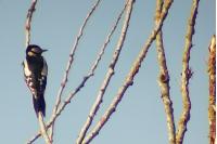 Dendrocopos major