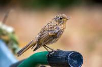Erithacus rubecula