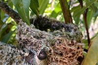 Carduelis carduelis