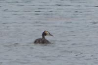 Podiceps cristatus
