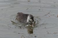 Fulica atra