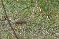 Ardea purpurea