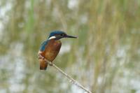 Alcedo atthis