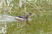 Tachybaptus ruficollis