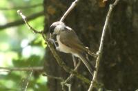 Poecile palustris