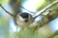 Poecile palustris