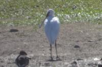 Platalea leucorodia