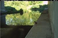 Rallus aquaticus
