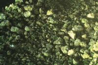 Actitis hypoleucos