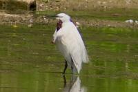 Egretta garzetta