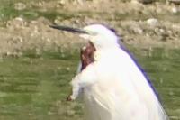 Egretta garzetta