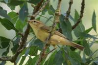 Phylloscopus trochilus