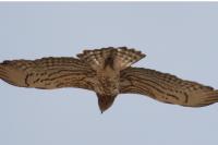 Circaetus gallicus