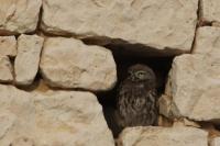 Athene noctua