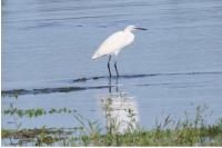 Egretta garzetta