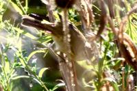 Phylloscopus collybita