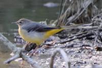 Motacilla cinerea