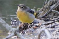 Motacilla cinerea