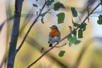 Erithacus rubecula