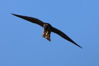 Falco subbuteo