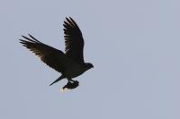 Pandion haliaetus