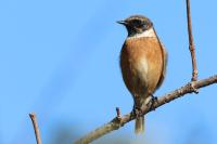 Saxicola rubicola