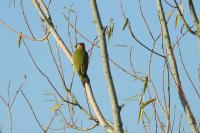 Picus viridis