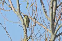 Picus viridis
