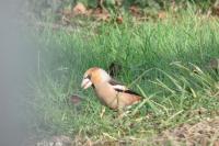 Coccothraustes coccothraustes
