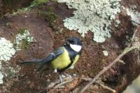 Parus major
