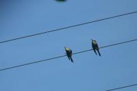 Merops apiaster