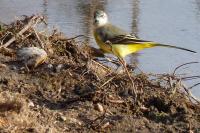 Motacilla cinerea