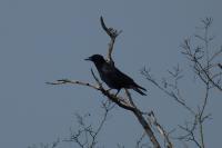 Corvus corone