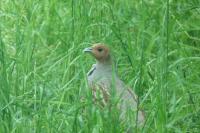 Perdix perdix